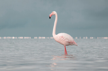 Real photo of a solitary great flamingo standing gracefully in a blue lagoon beneath a vibrant sky. A peaceful wildlife moment ideal for nature, travel, and editorial use