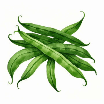 Organic Rhythm: Chlorophyll Wash green beans isolated watercolor vector illustration svg
