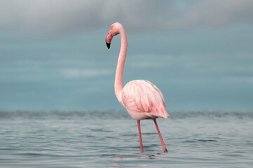 Real photo of a great flamingo standing gracefully in a calm blue lagoon under a vibrant sky. Serene wildlife moment — ideal for nature, travel, and editorial project