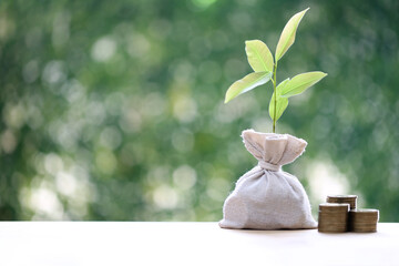 Trees growing on stack of coins money in money bag on green background, investment and business concept
