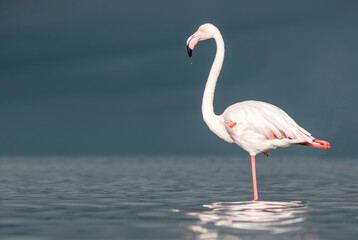 Real photo of a solitary great flamingo standing gracefully in a blue lagoon beneath a vibrant sky. A peaceful wildlife moment ideal for nature, travel, and editorial use