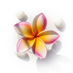 Naklejka premium High-resolution, commercial-quality image of frangipani flower isolated on white space, photographed from a top-down angle to maximize visual appeal