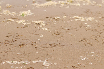 Bird paw prints on the sand near the river. Wet river sand, selective focus. Summer background....