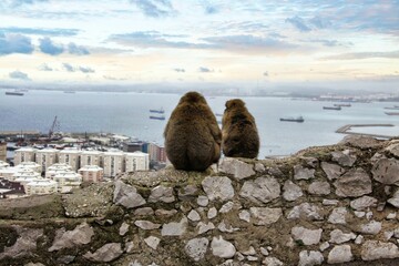 two Gibraltar macaques on a wall looking at the city at sunset
