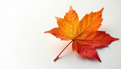 Intricate veining of an autumn maple leaf, bright orange hue, clean white background , nature background, isolated object, fall colors