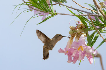 Hummingbird in flight feeding from flower in desert