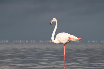 Real photo of a great flamingo standing gracefully in a calm blue lagoon under a vibrant sky. Serene wildlife moment — ideal for nature, travel, and editorial project