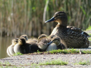Stockente mit Küken