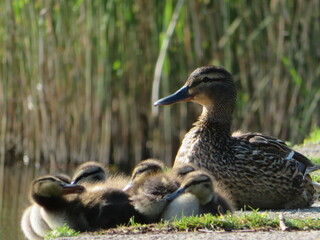 Stockente mit Küken