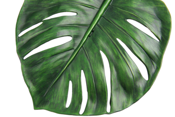 Close-up of a large, dark-green leaf with characteristic splits and prominent central vein, exhibiting a slightly glossy texture