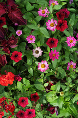 Cocktail de couleur 1