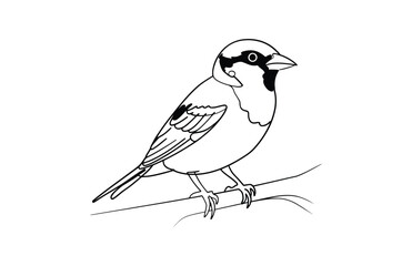 Sparrow sitting on tree branch black and white line art vector

