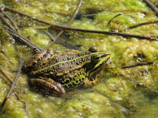 Teichfrosch im See