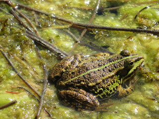 Teichfrosch im See