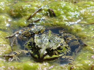 Teichfrosch im See