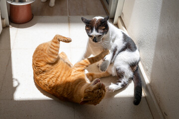 two domestic cats play together on the floor under the sun