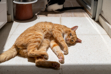 brown tabby cat with green eyes lying on the floor