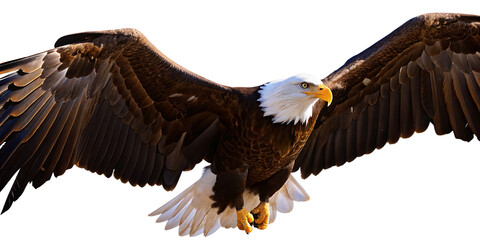 a bald eagle wings spread in flight isolated on white background PNG