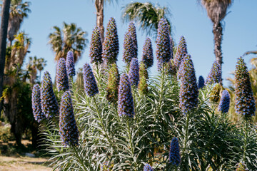 Echium candicans blooming under palm trees in a Mediterranean garden