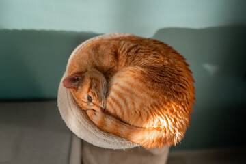 brown tabby cat with green eyes sleeping on a basket