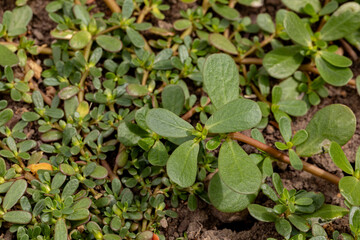 Common purslane weed growing in vegetable garden. Gardening, edible weed identification and control concept.