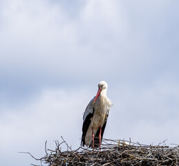 White stork - Ciconia ciconia