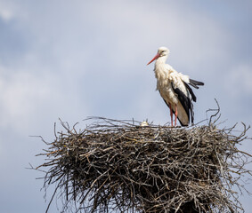White stork - Ciconia ciconia