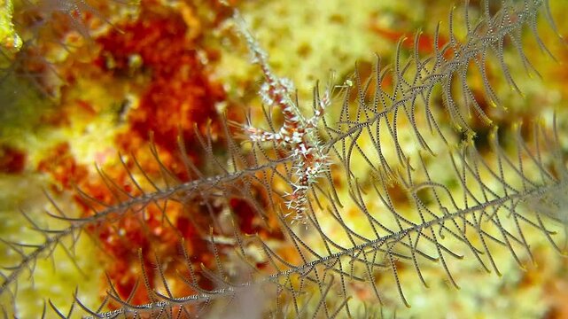 Exotic strange fish - Ghost pipefish (Solenostomus) on the coral reef. Underwater video from scuba diving with marine wildlife on the reef. Reef and marine life.