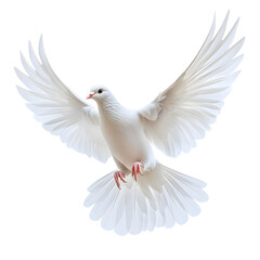 Fototapeta premium A pristine white dove in flight, symbolizing peace and hope.