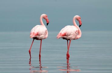 Authentic, real photo of pink flamingos standing gracefully by a calm lake under a clear blue sky. Perfect for nature, wildlife, and travel projects highlighting exotic bird beauty