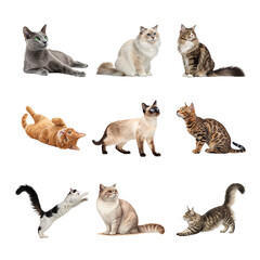 Collection of nine different cat breeds in various poses isolated on transparent background © Asif