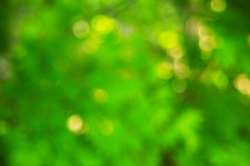 新緑と光をぼかした緑の背景素材