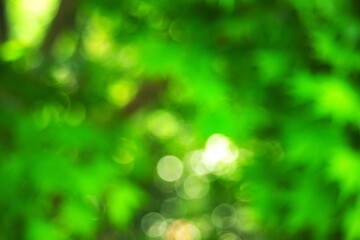 Obraz premium 新緑と光をぼかした緑の背景素材
