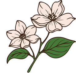 dogwood flowers floral design blossom branch leaves petals spring illustration