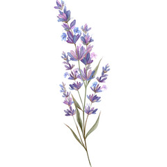 Obraz premium Beautiful lavender flower with delicate purple blooms and green leaves, showcasing nature's elegance