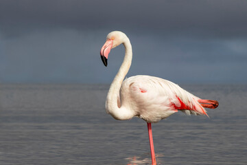 Real photo of a great flamingo standing gracefully in a calm blue lagoon under a vibrant sky. Serene wildlife moment — ideal for nature, travel, and editorial project
