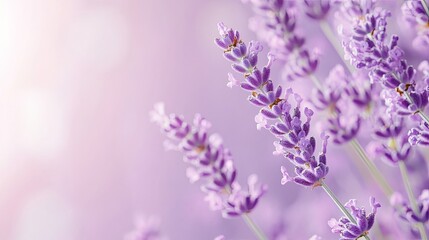 Fototapeta premium Delicate Lavender Blooms in Soft Focus with Subtle Pastel Background