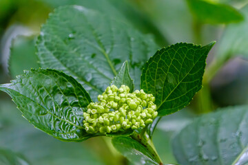 梅雨前に芽吹くアジサイの若いつぼみと葉
