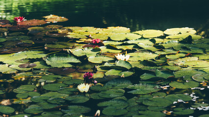 Peaceful pond surface covered with lush green lily pads and blooming pink and white water lilies, softly lit by natural sunlight and surrounded by tranquil reflections