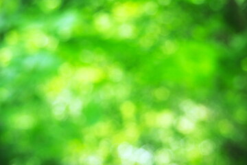 新緑と光をぼかした緑の背景素材