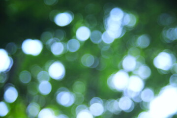 Obraz premium きらめく光と緑の背景素材