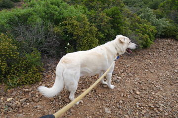 Cane