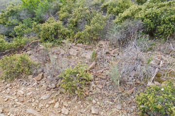 Natura © Steve Fossiant