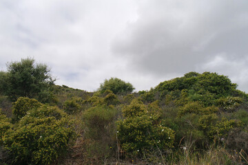 Natura © Steve Fossiant