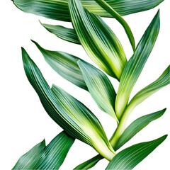 Vibrant Green Tropical Leaves isolated on transparent background
