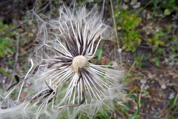 Natura