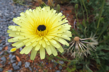 Natura