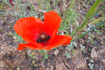 Natura