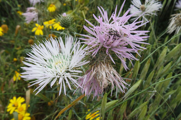 Natura © Steve Fossiant