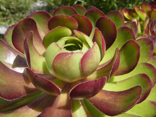 Natura © Steve Fossiant